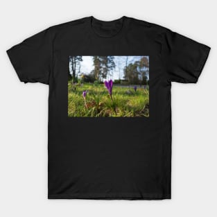 Purple flowering crocus. Time to spring T-Shirt